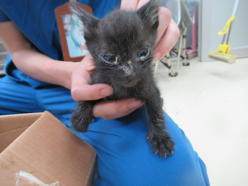 新竹市動物保護教育園區,編號:453850, 混種貓                 