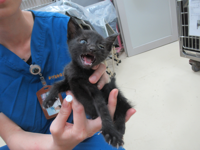新竹市動物保護教育園區,編號:453847, 混種貓                 