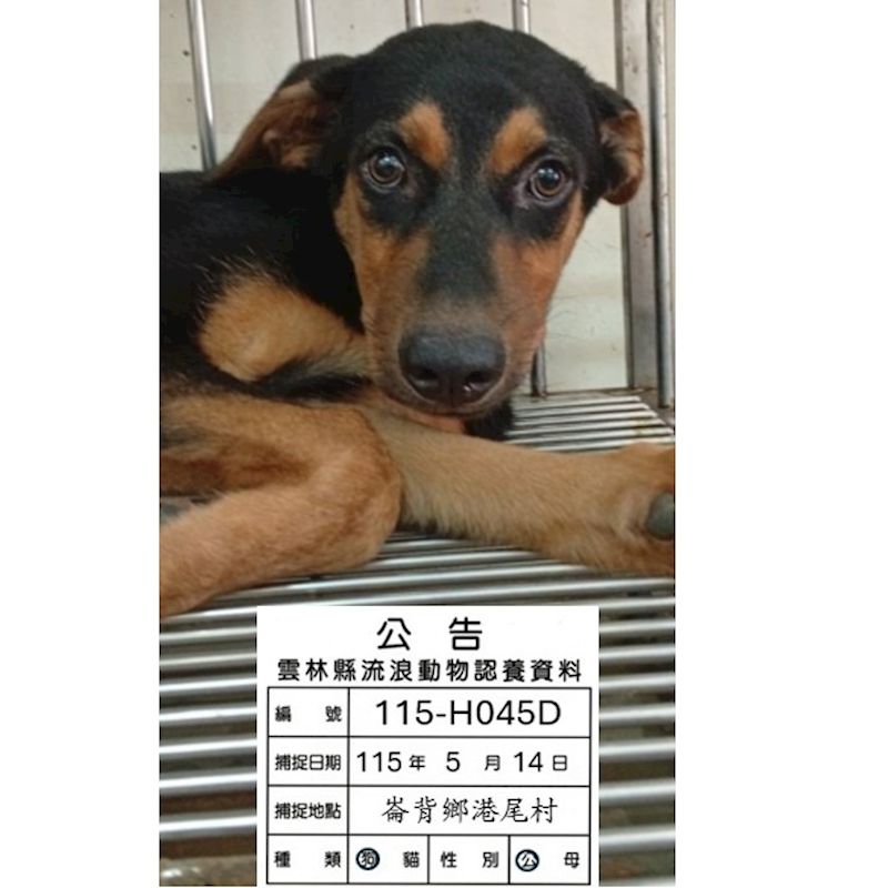 雲林縣流浪動物收容所,編號:453318, 混種犬          