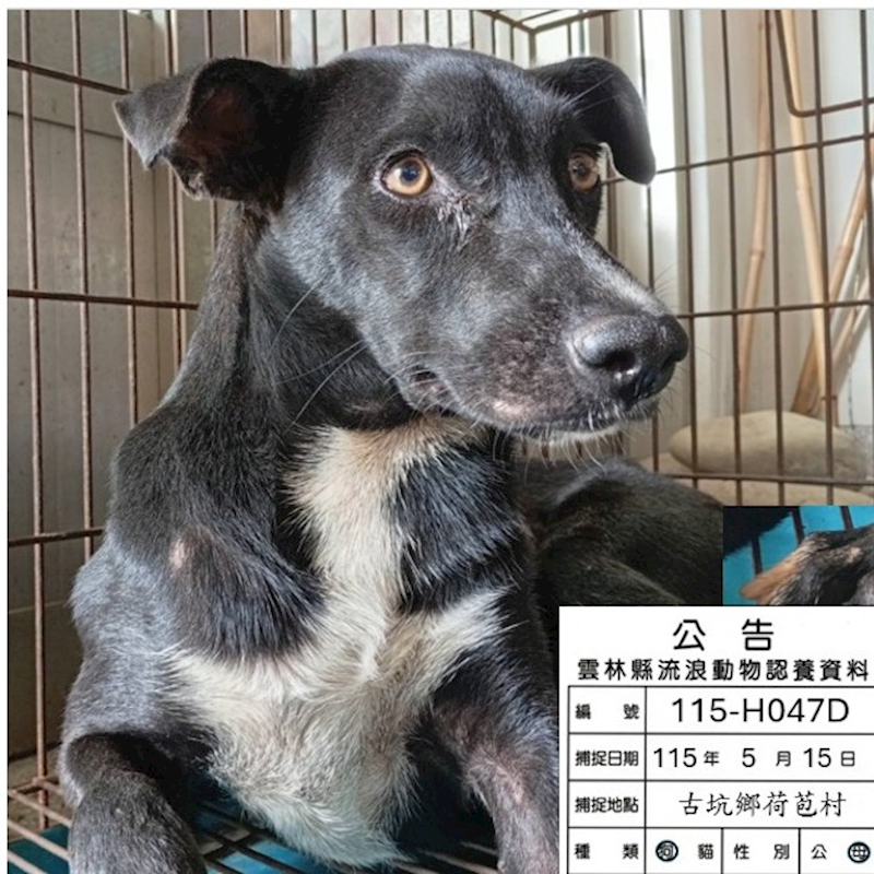 雲林縣流浪動物收容所,編號:453320, 混種犬          