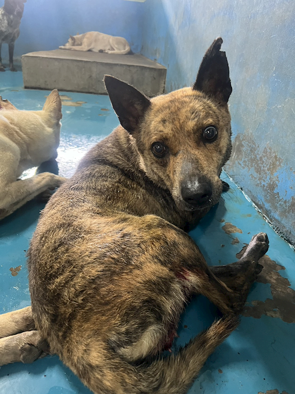 苗栗縣動物保護教育園區,編號:453837, 混種犬          