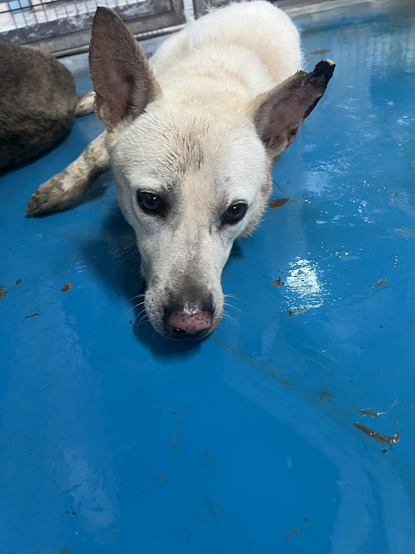 苗栗縣動物保護教育園區,編號:453835, 混種犬          