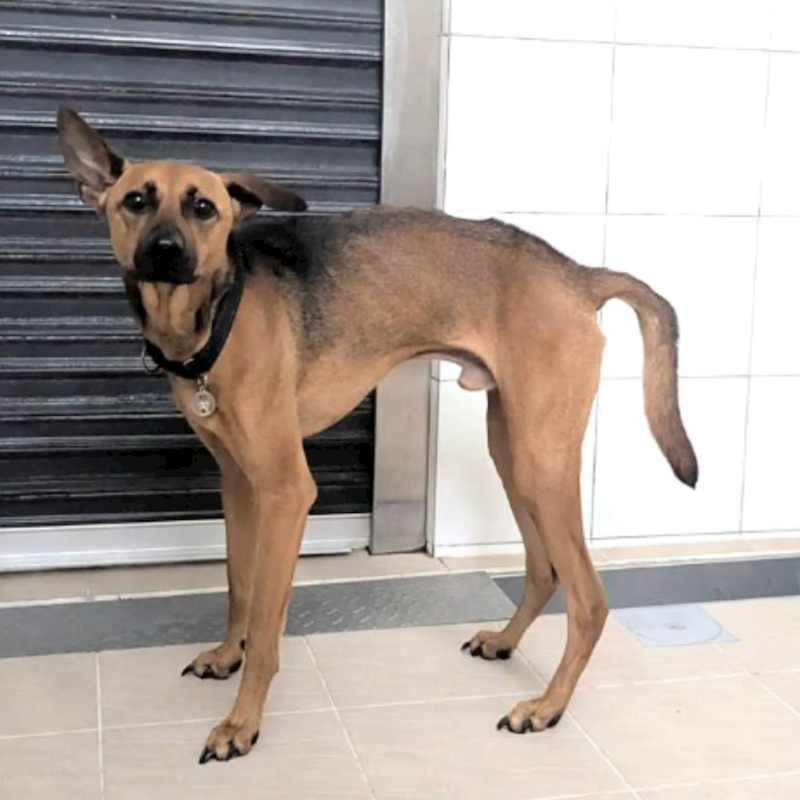 新竹縣動物保護教育園區,編號:451349, 混種犬          