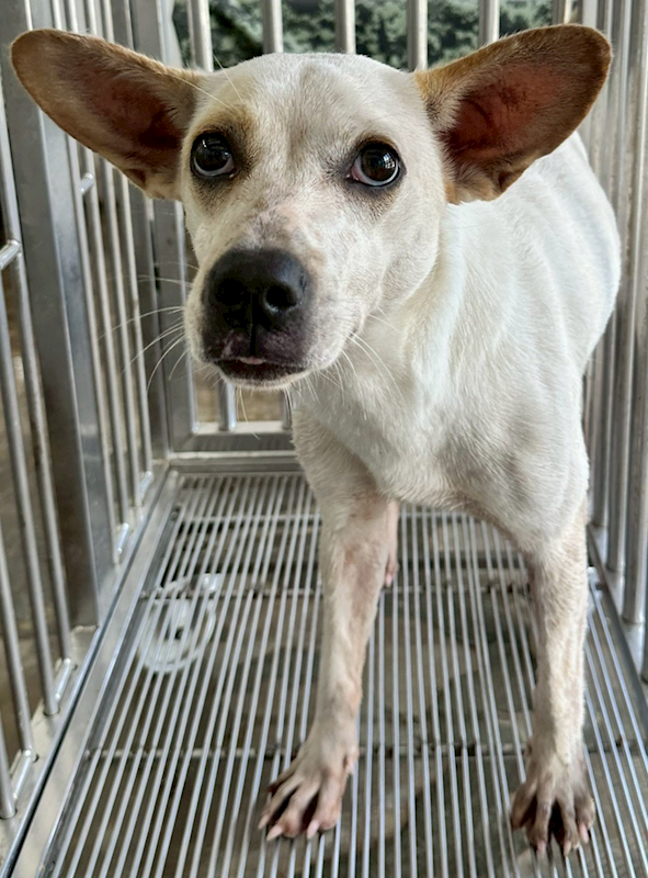 花蓮縣狗貓躍動園區,編號:451818, 混種犬          