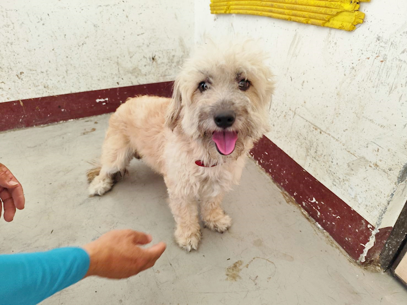 高雄市燕巢動物保護關愛園區,編號:453888, 比熊犬