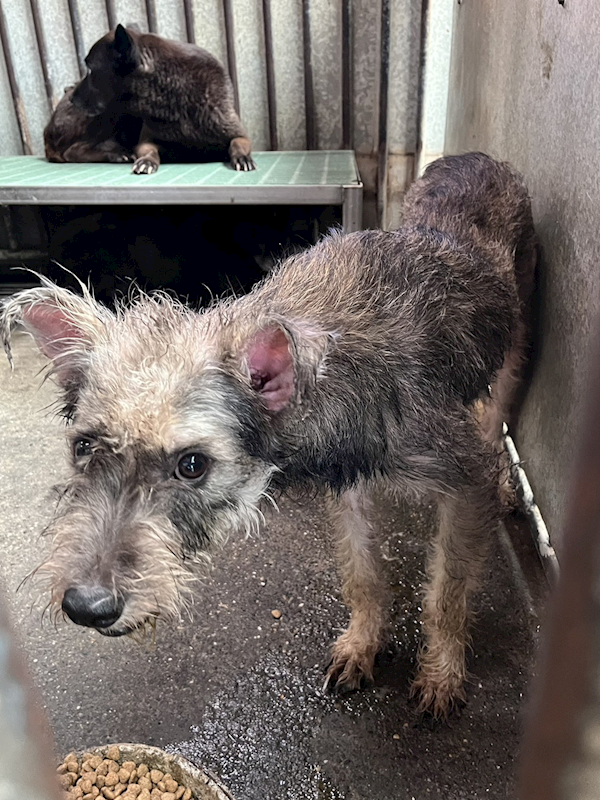 彰化縣流浪狗中途之家,編號:451849, 混種犬          
