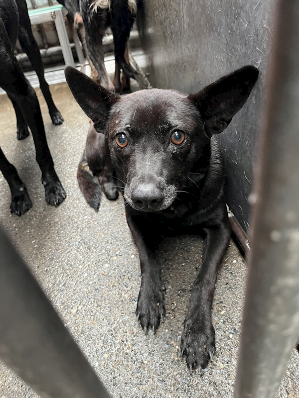彰化縣流浪狗中途之家,編號:452606, 混種犬          