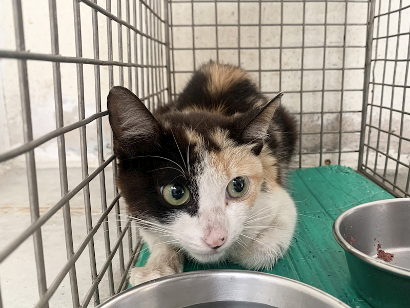 臺北市動物之家,編號:453061, 混種貓                 