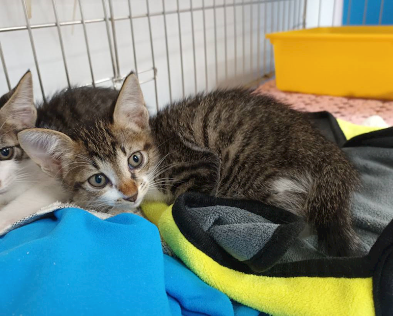 新北市板橋區公立動物之家,編號:453939, 混種貓                 