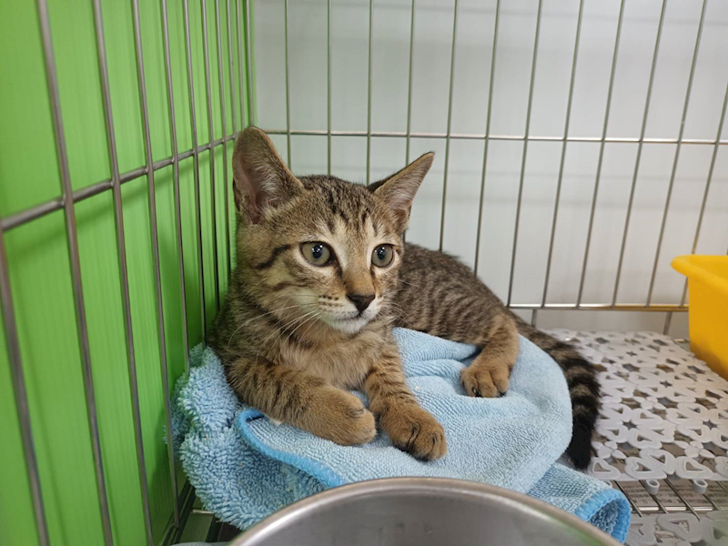 新北市板橋區公立動物之家,編號:453954, 混種貓                 