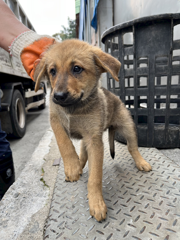 彰化縣流浪狗中途之家,編號:452400, 混種犬          