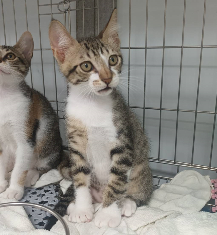 新北市板橋區公立動物之家,編號:453979, 混種貓                 