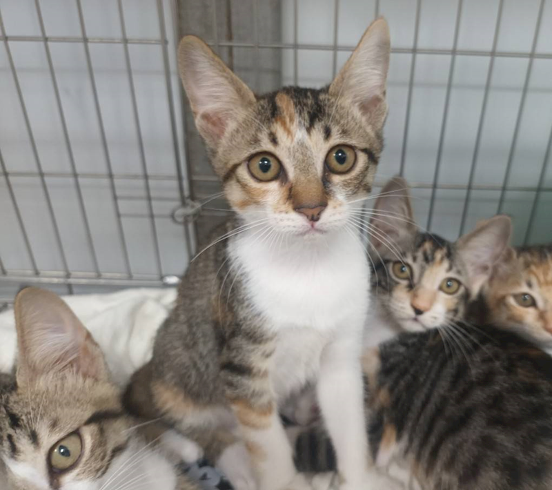 新北市板橋區公立動物之家,編號:453980, 混種貓                 