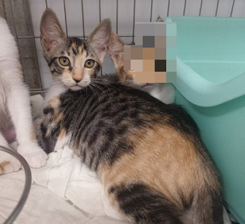 新北市板橋區公立動物之家,編號:453981, 混種貓                 