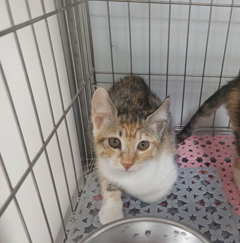 新北市板橋區公立動物之家,編號:453982, 混種貓                 