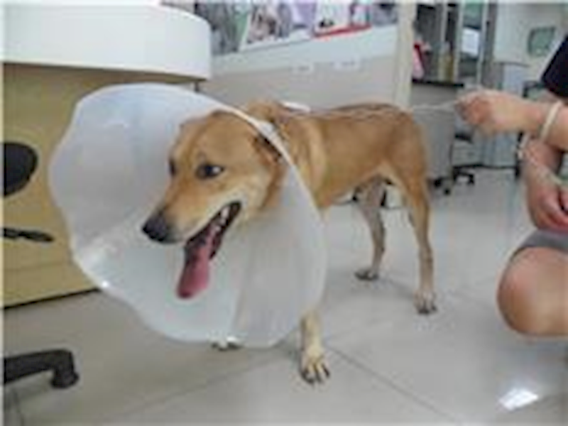 臺北市動物之家,編號:31661, 混種犬          