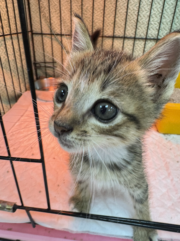 新北市八里區公立動物之家,編號:453838, 混種貓                 