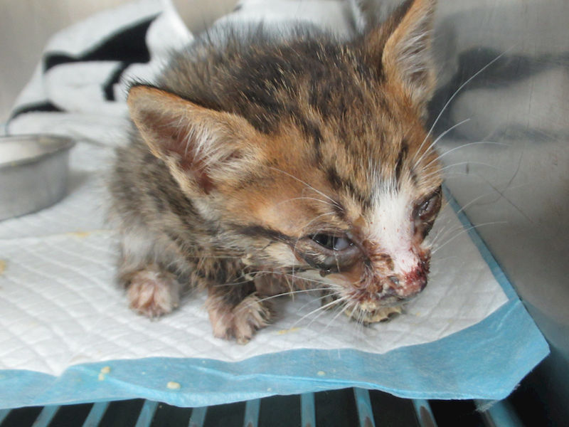新竹市動物保護教育園區,編號:454037, 混種貓                 