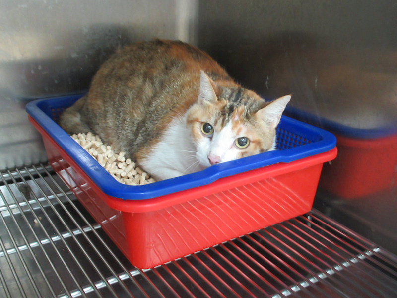 新竹市動物保護教育園區,編號:454035, 混種貓                 
