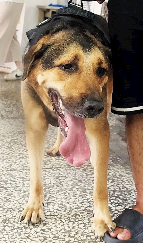 宜蘭縣流浪動物中途之家,編號:454145, 混種犬          