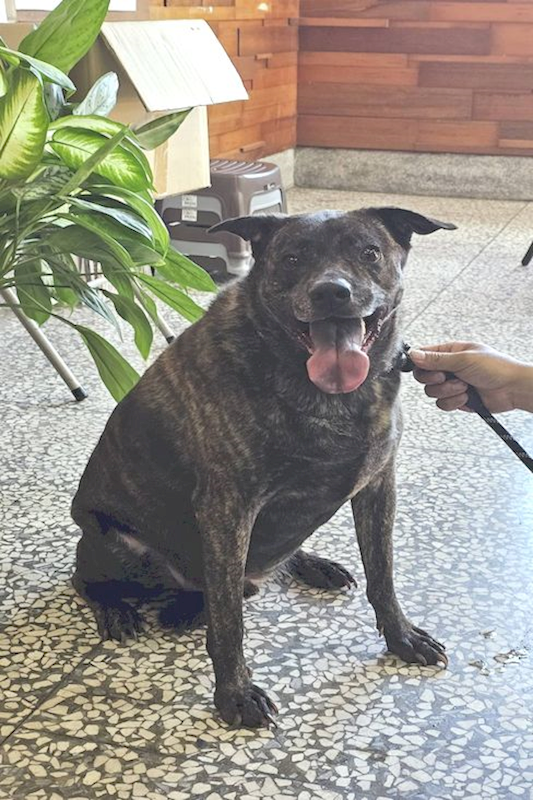 宜蘭縣流浪動物中途之家,編號:454146, 混種犬          