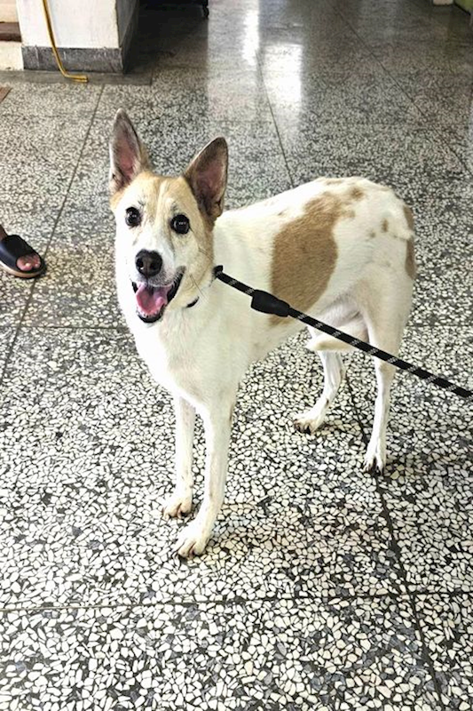 宜蘭縣流浪動物中途之家,編號:454144, 混種犬          