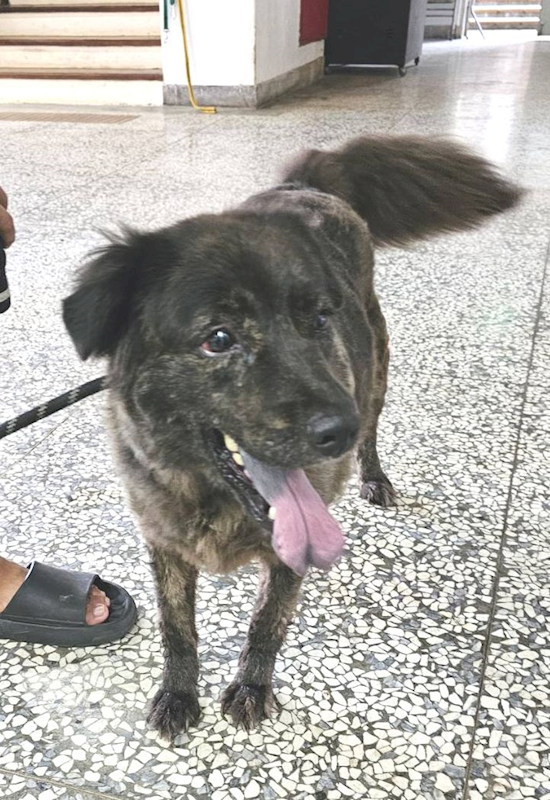 宜蘭縣流浪動物中途之家,編號:454143, 混種犬          