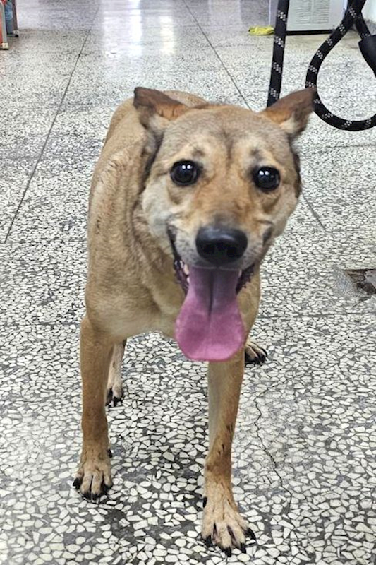 宜蘭縣流浪動物中途之家,編號:454141, 混種犬          