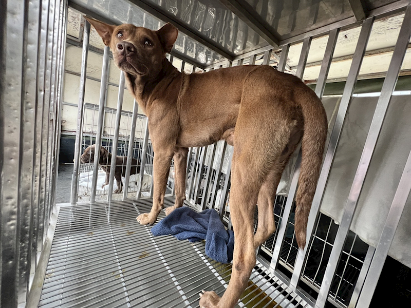 桃園市動物保護教育園區,編號:391911, 混種犬          