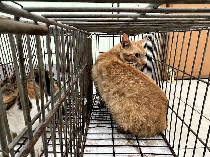 金門縣動物收容中心,編號:454050, 混種貓                 