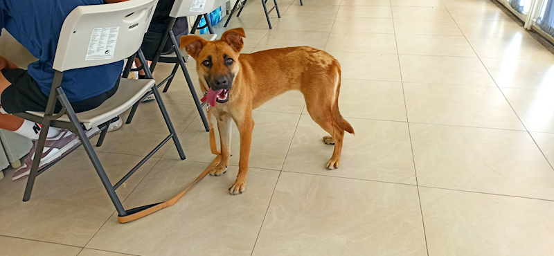 金門縣動物收容中心,編號:454049, 混種犬          