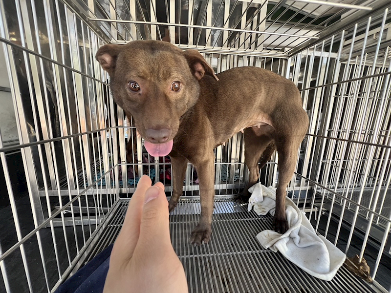 桃園市動物保護教育園區,編號:396321, 混種犬          