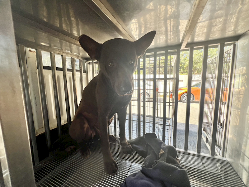 桃園市動物保護教育園區,編號:396319, 混種犬          