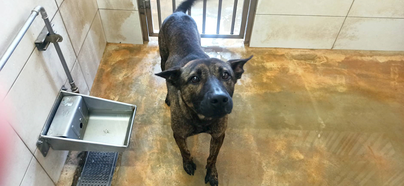 金門縣動物收容中心,編號:454040, 混種犬          
