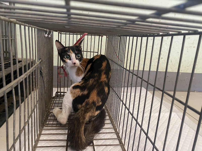 金門縣動物收容中心,編號:454042, 混種貓                 