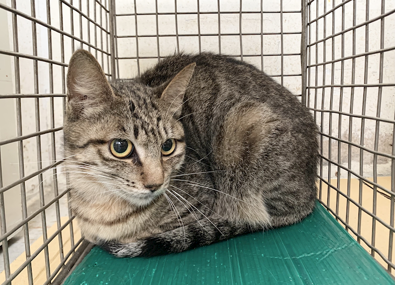 臺北市動物之家,編號:450793, 混種貓                 