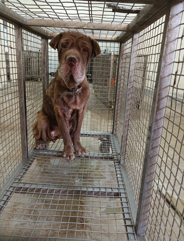嘉義縣動物保護教育園區,編號:453545, 紐波利頓犬之混種犬