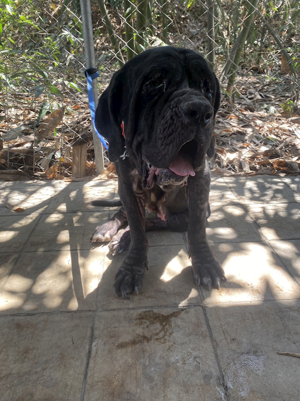 嘉義縣動物保護教育園區,編號:453547, 紐波利頓犬(拿波里獒犬)