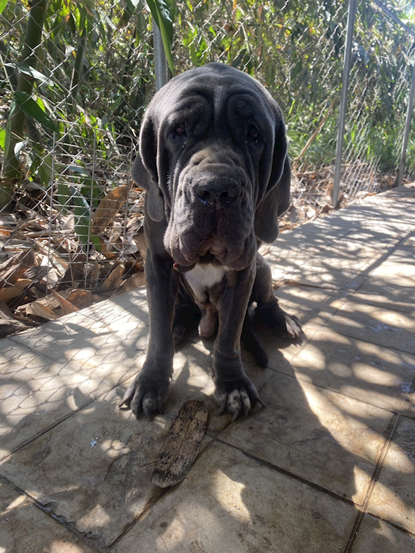 嘉義縣動物保護教育園區,編號:453546, 紐波利頓犬(拿波里獒犬)