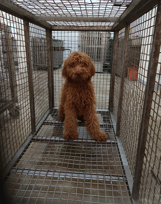 嘉義縣動物保護教育園區,編號:453482, 標準貴賓犬