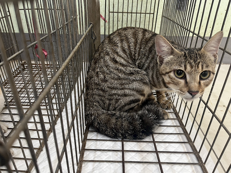 金門縣動物收容中心,編號:454041, 混種貓                 