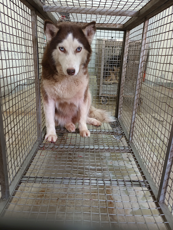 嘉義縣動物保護教育園區,編號:452734, 哈士奇(西伯利亞雪橇犬)