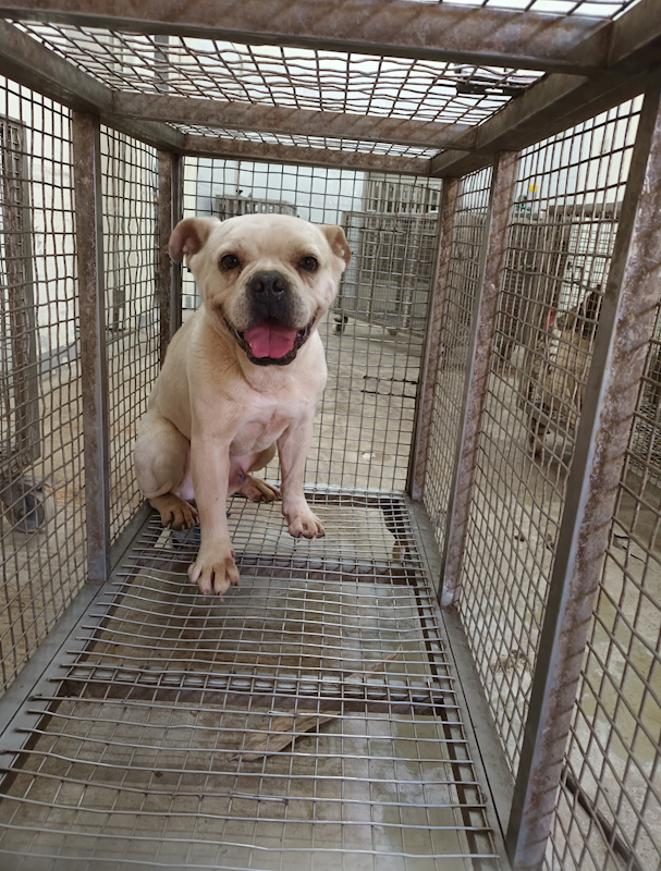 嘉義縣動物保護教育園區,編號:451033, 美國惡霸犬