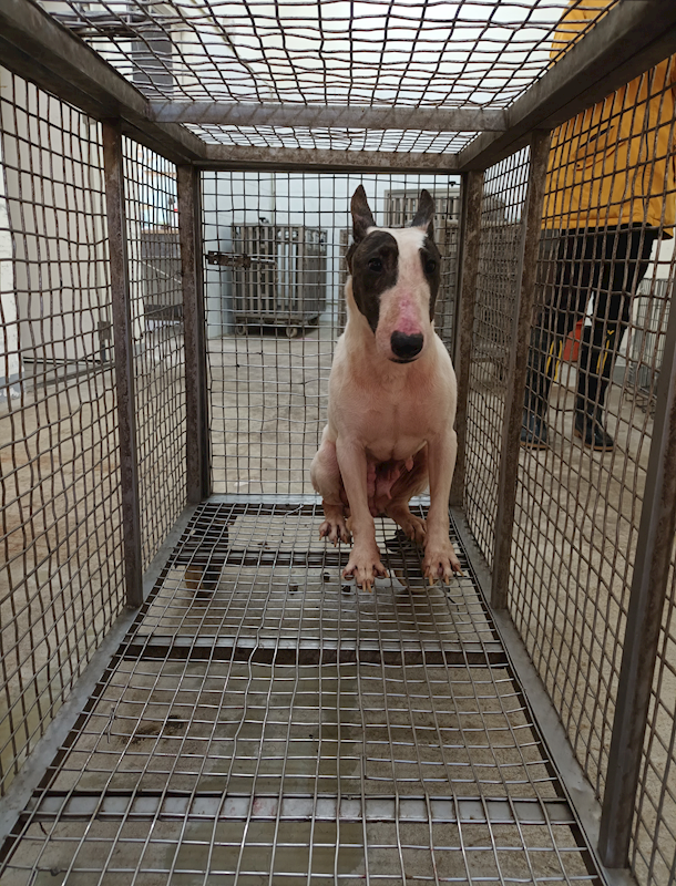 嘉義縣動物保護教育園區,編號:451032, 牛頭梗
