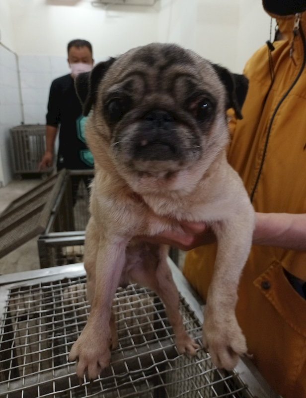 嘉義縣動物保護教育園區,編號:451719, 巴哥犬