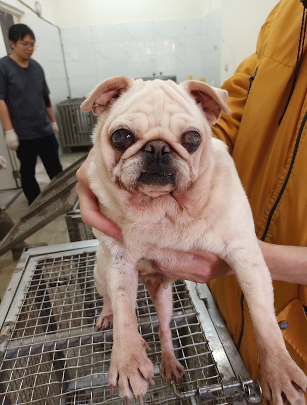 嘉義縣動物保護教育園區,編號:451722, 巴哥犬