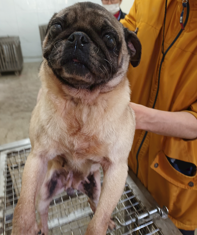 嘉義縣動物保護教育園區,編號:451718, 巴哥犬