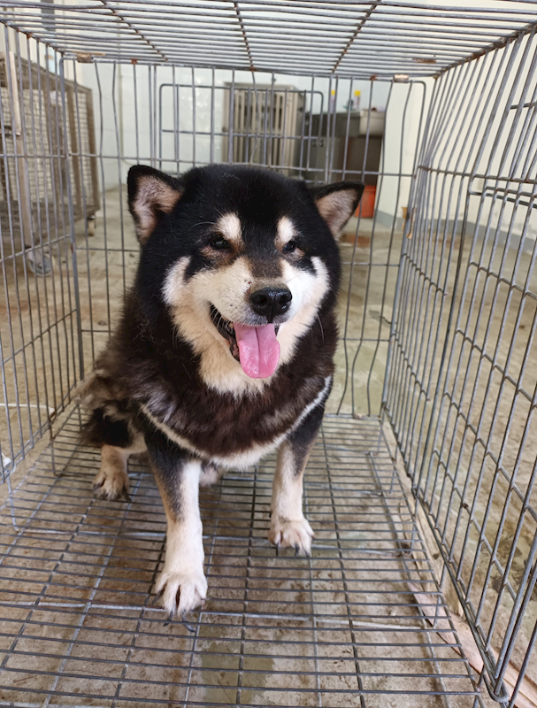 嘉義縣動物保護教育園區,編號:451025, 柴犬                  