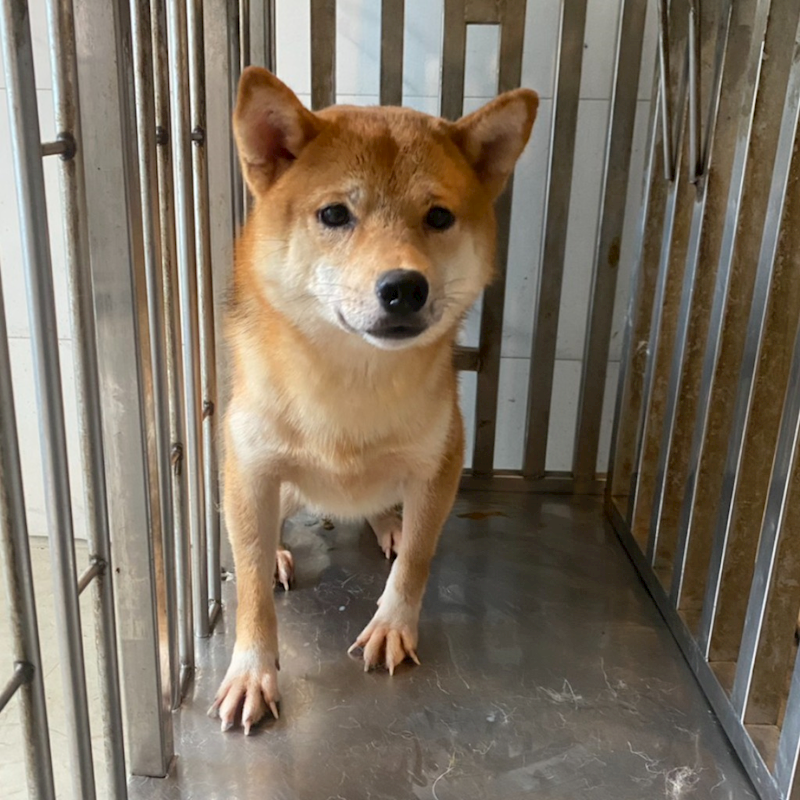 嘉義縣動物保護教育園區,編號:451028, 柴犬                  