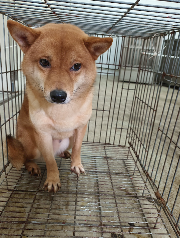 嘉義縣動物保護教育園區,編號:451030, 柴犬                  